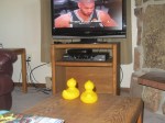 Ducks love basketball