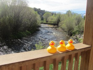 Ducks by the Frasier River