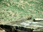 Marmots on train platform