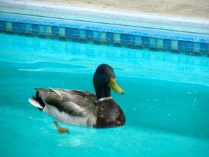 Distant relative swimming