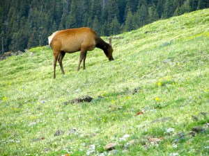 One more majestic elk