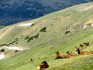 Herd of elk lounging at 11,000 feet in Rocky Mt National Park