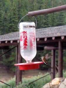 Hummingbird with wings in action