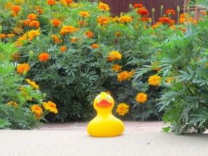 Marigold invasion