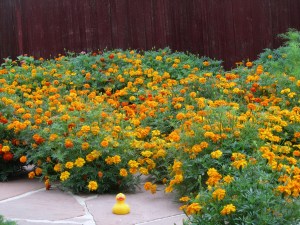 Lots of marigolds.