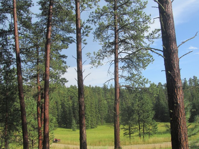 Black Hills landscape