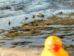 Ducks at Giant Springs