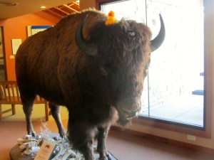 I am on buffalo. It is tall