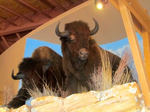 Buffalo appear to be looking down on the scene