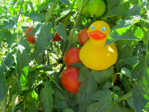 I'm in a tomato plant