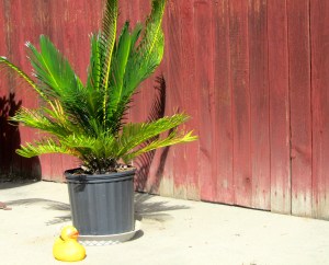 Palm tree in Colorado