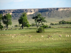 Herd of antelope