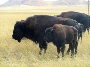 Old and young buffalo in herd