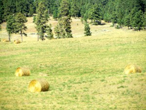 Hay fields