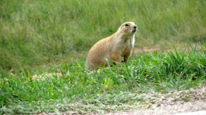 Black tail prairie dog. Looks so cute