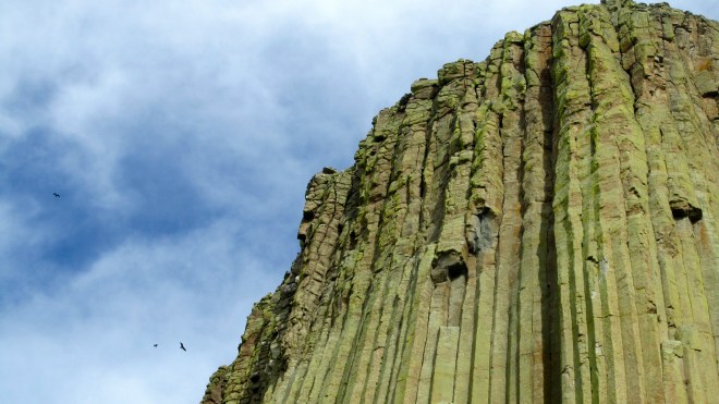 Turkey vultures around Devils Tower