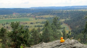 Cattle country behind Devils Tower