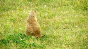 They really have black tails