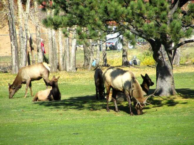 Elk relaxing
