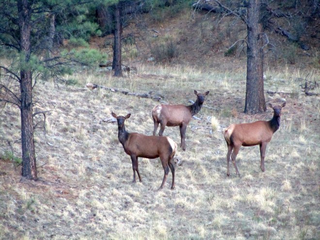 Deer watching us watch them