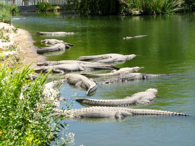 alligators.  Friend or foe??