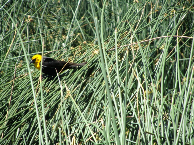 A bird near alligators 