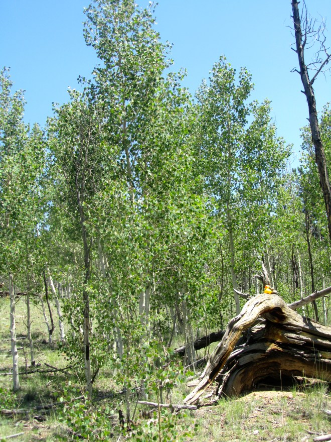 So peaceful.  So many aspen