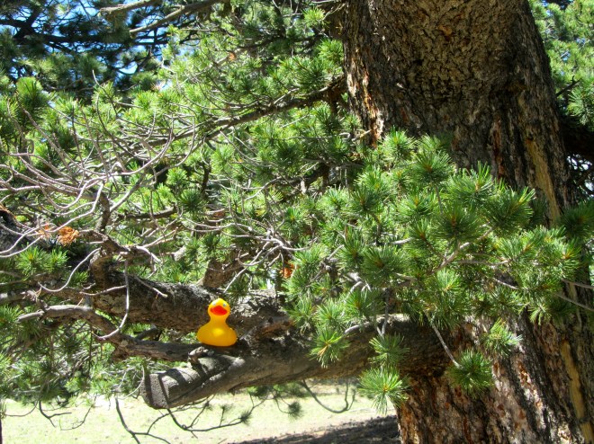 Bristlecone Pine with a duck