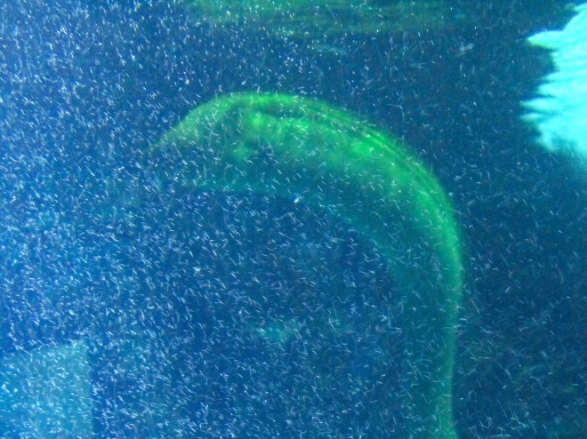 Waldo the eel swimming with water bubbles