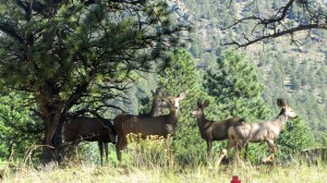 We were greeted by these deer