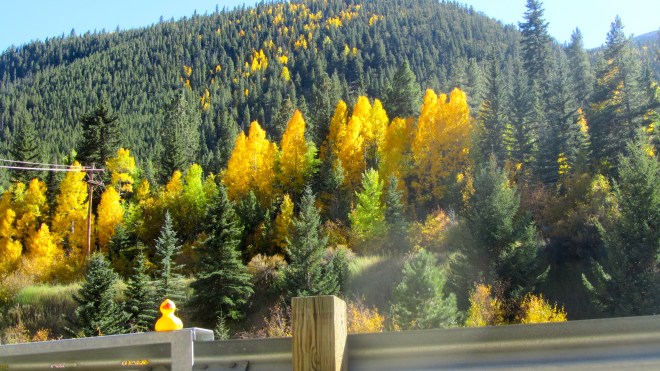 More gold aspen