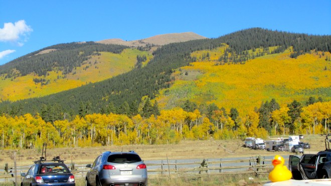 Many aspen and many tourists