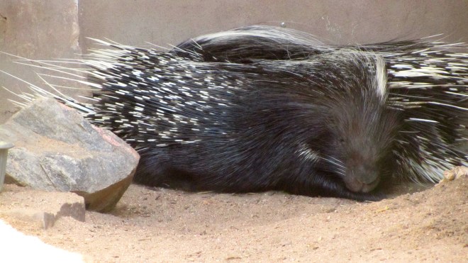 African porcupines