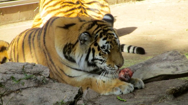 Tiger with dinner