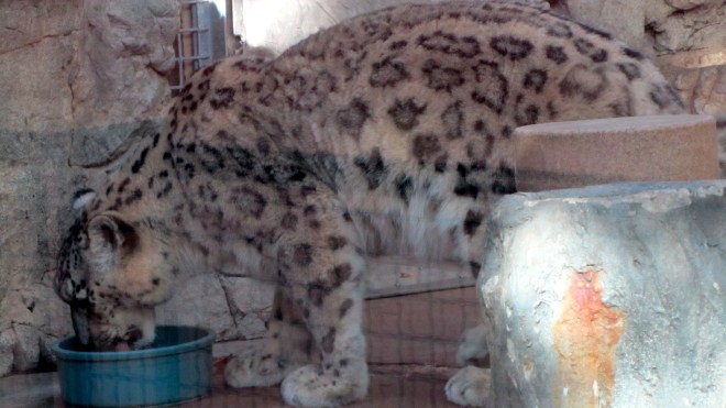 Leopards climb trees