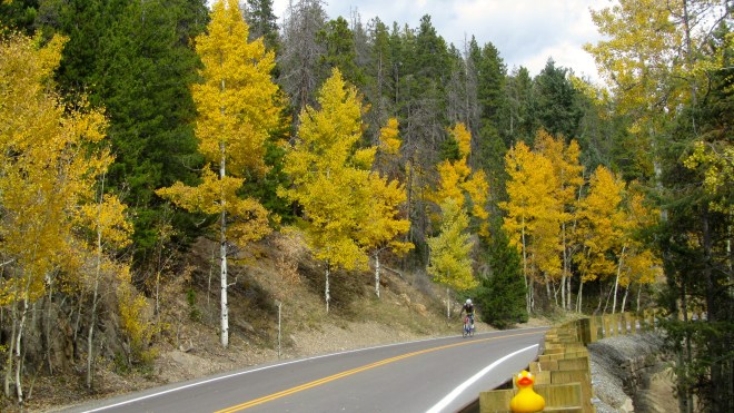 Gorgeous aspen and energetic biker.