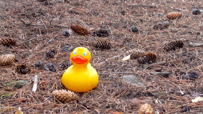 Me sitting on pine needles with pine cones