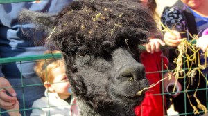 Mom alpaca had her head in straw