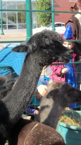 Alpaca.  Long neck and so sweet