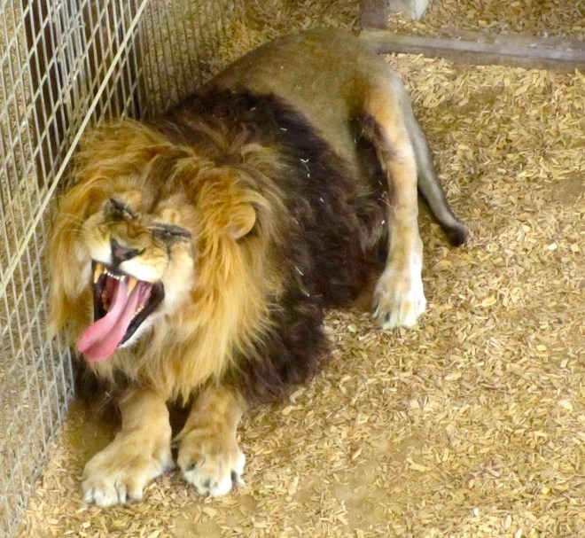 Lion rescued from Bolivia.  Is he talking to us??