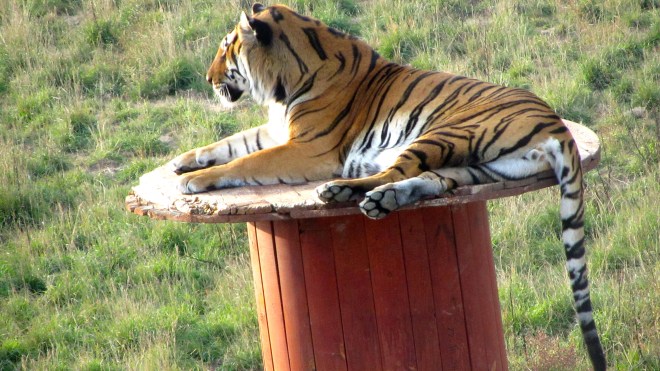 Lounging Tiger