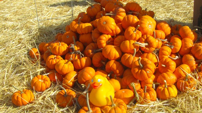 Great!  Something my size.  We bought some of these, too