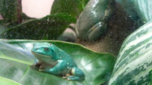 Mexican Leaf Frog