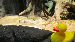 Thailand' Suphan Cobra