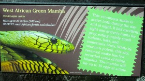 Be careful around this snake