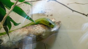 West African Green Mamba