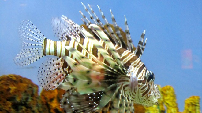 Lionfish