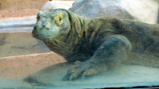Komodo Dragon