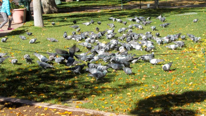 So many pigeons eating in the plaza