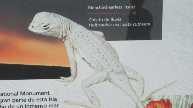 Didn't see this animal